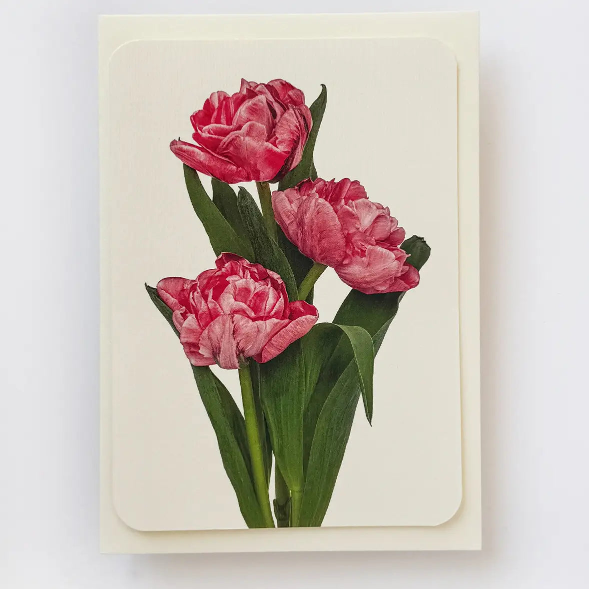 Canonbury Press Pink Tulips Greeting Card