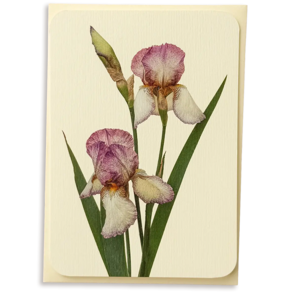 Canonbury Press Iris Greeting Card Birthday Card