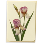 Canonbury Press Iris Greeting Card Birthday Card
