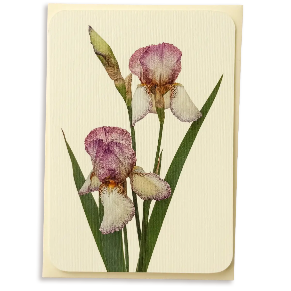 Canonbury Press Iris Greeting Card Birthday Card