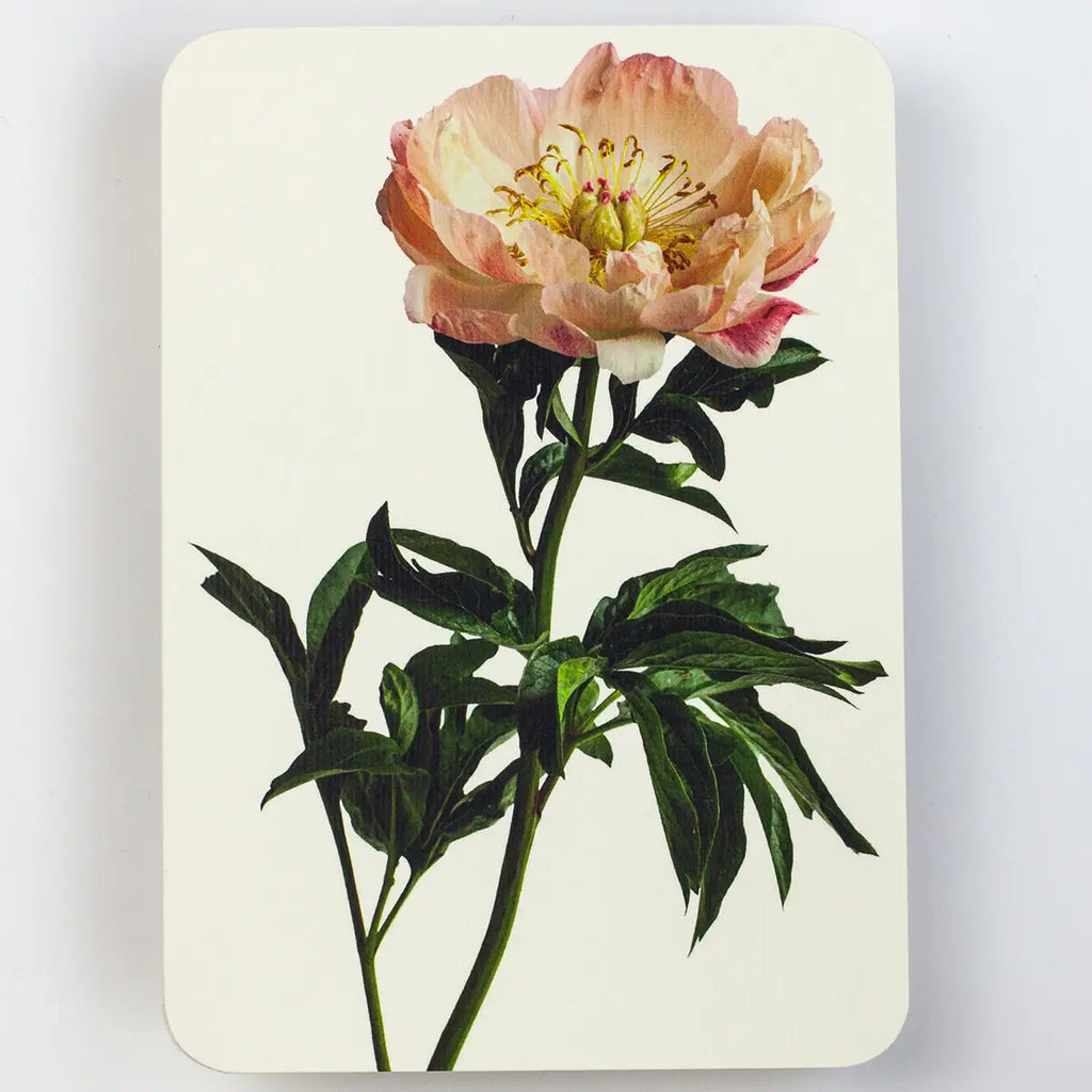 Canonbury Press Peony Greeting Card Birthday Card