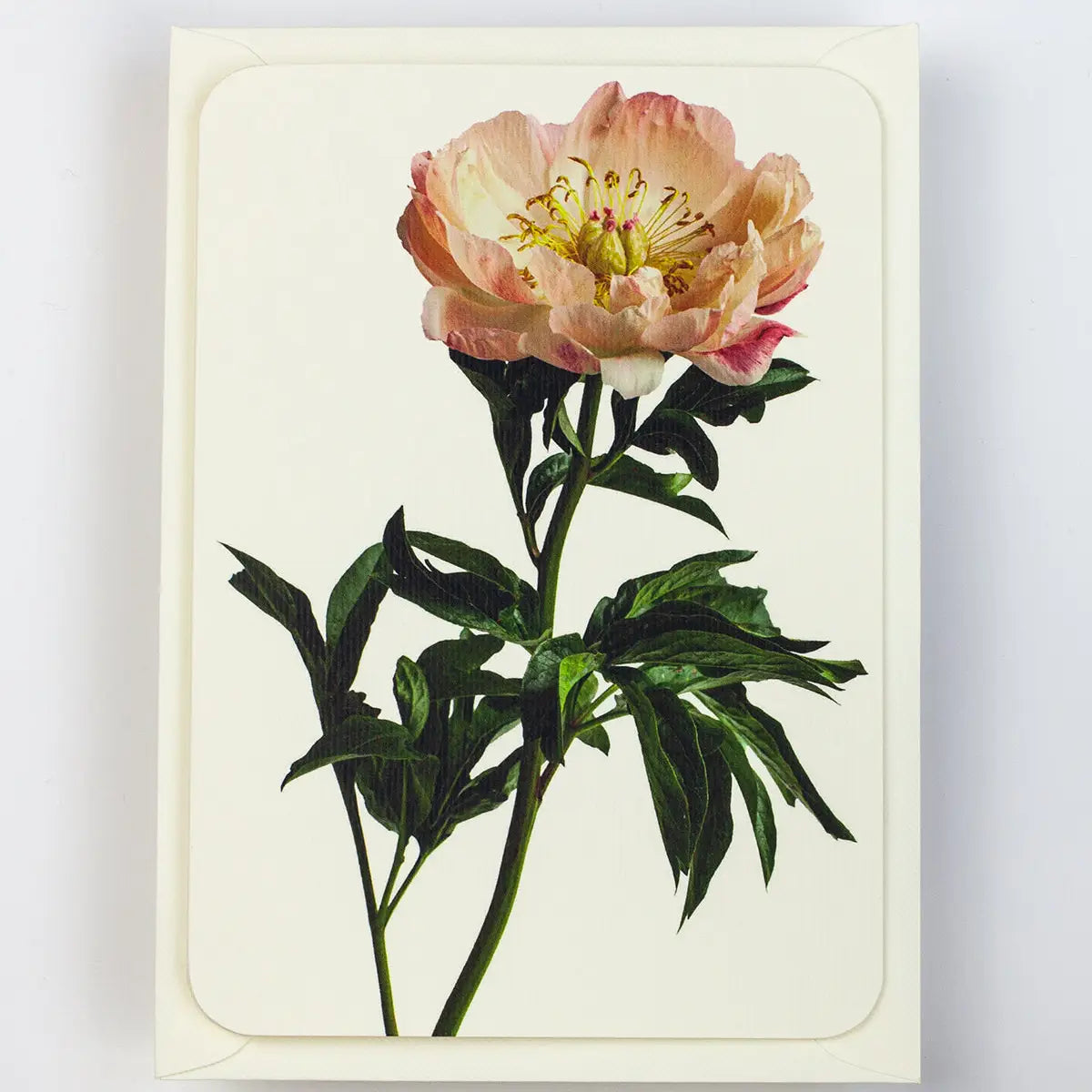 Canonbury Press Peony Greeting Card Birthday Card