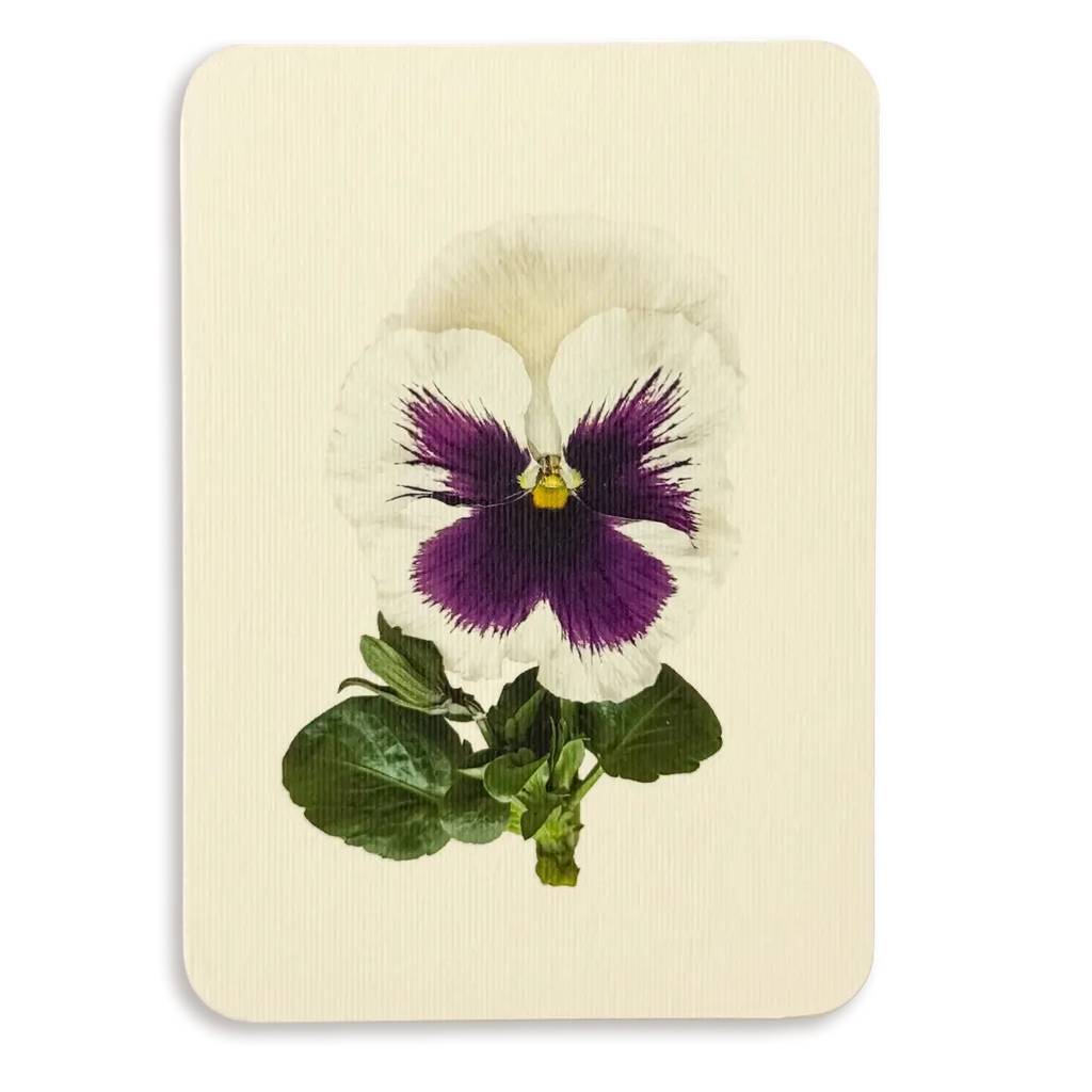 Canonbury Press Pansy V Greeting Card