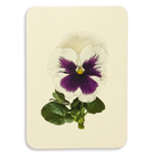 Canonbury Press Pansy V Greeting Card