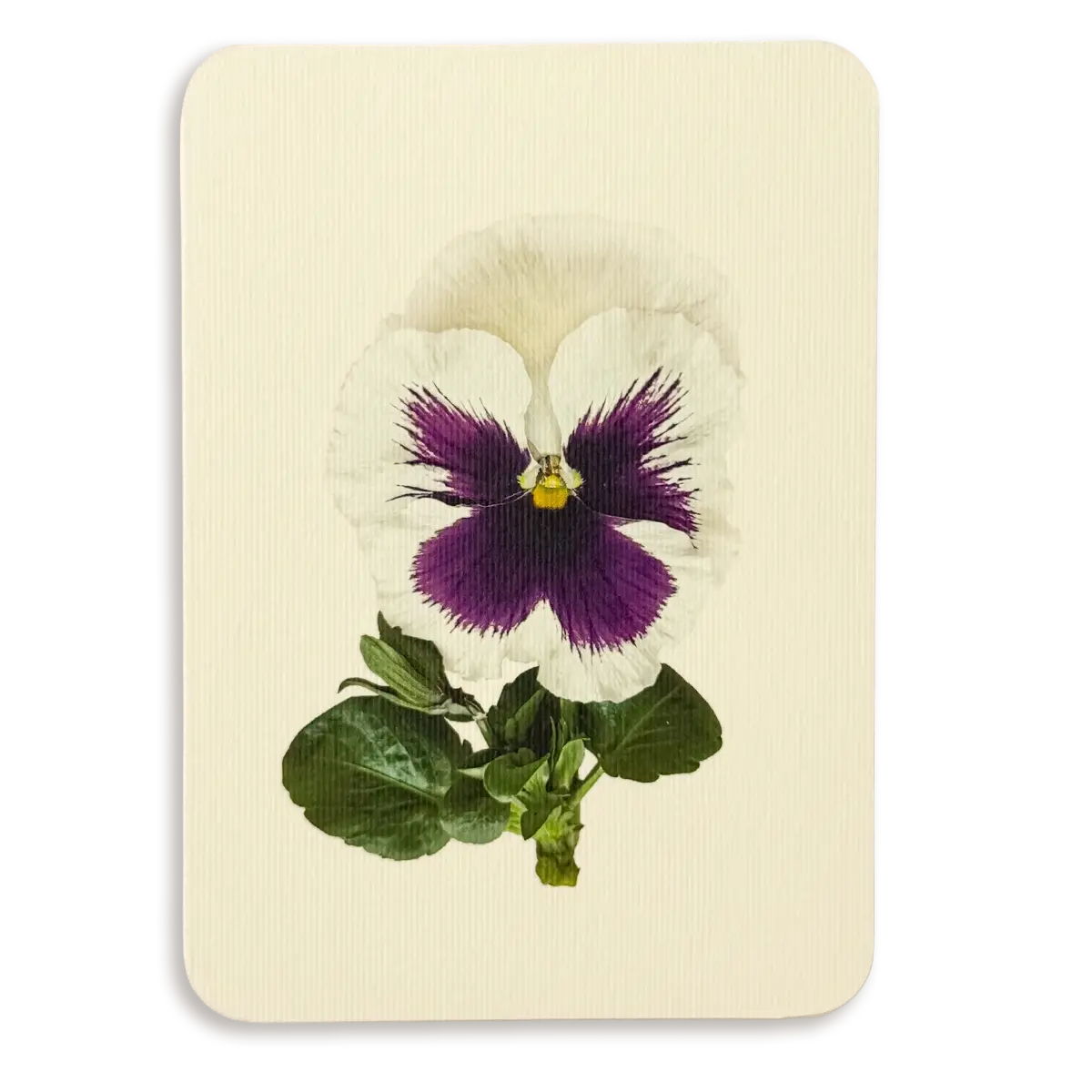 Canonbury Press Pansy V Greeting Card
