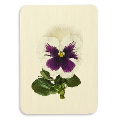 Canonbury Press Pansy V Greeting Card