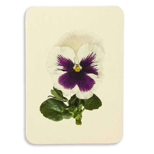 Canonbury Press Pansy V Greeting Card