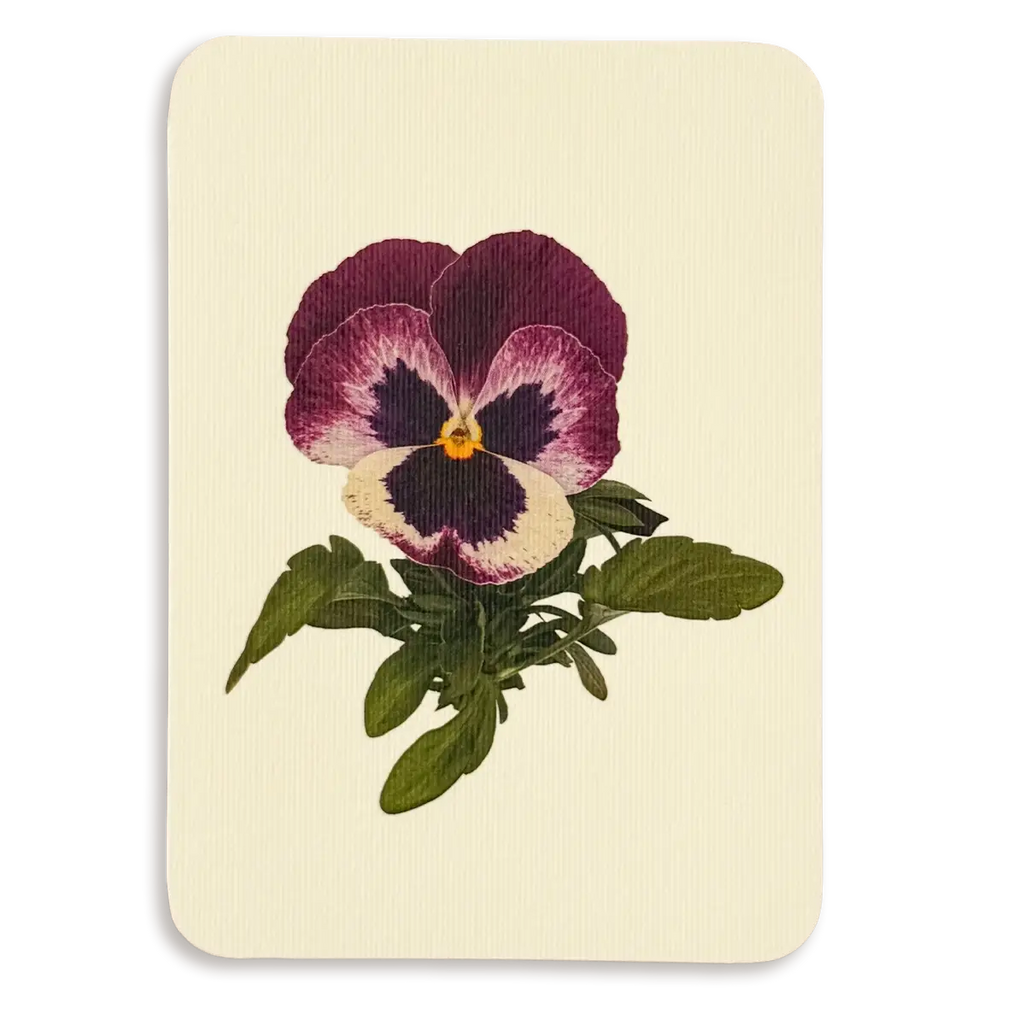 Canonbury Press Pansy I Greeting Card Birthday Card