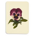 Canonbury Press Pansy I Greeting Card Birthday Card