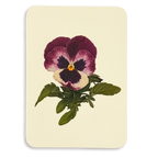 Canonbury Press Pansy I Greeting Card Birthday Card