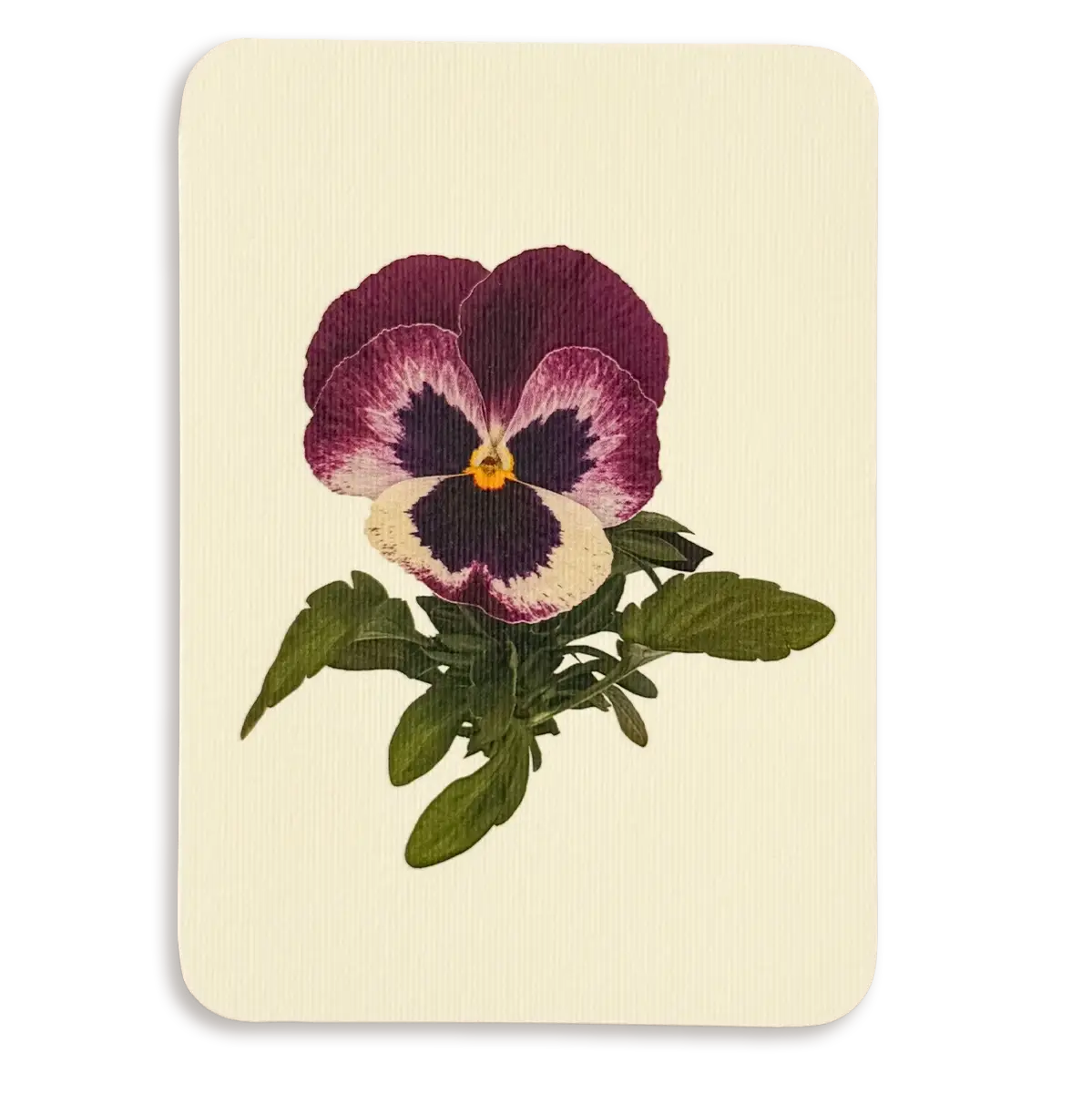 Canonbury Press Pansy I Greeting Card Birthday Card