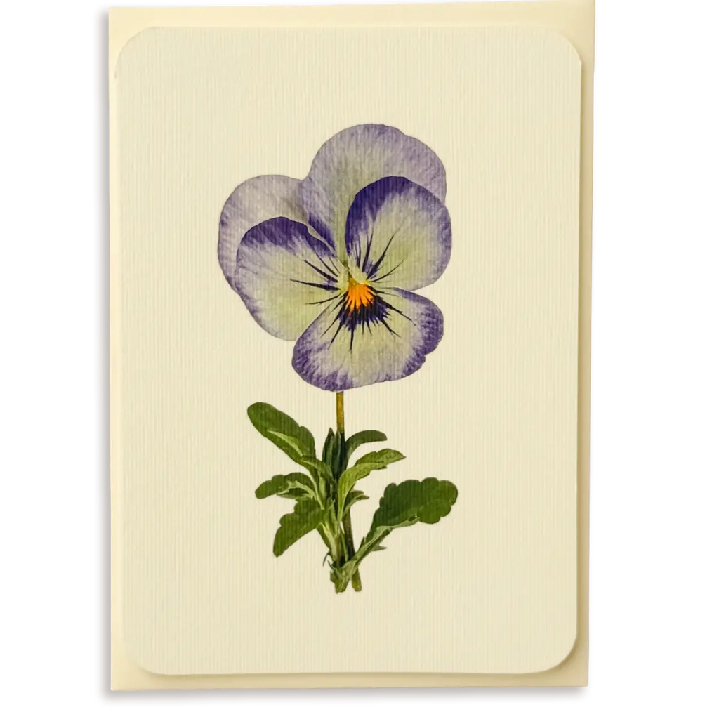 Canonbury Press Pansy Ii Greeting Card Birthday Card