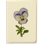 Canonbury Press Pansy Ii Greeting Card Birthday Card
