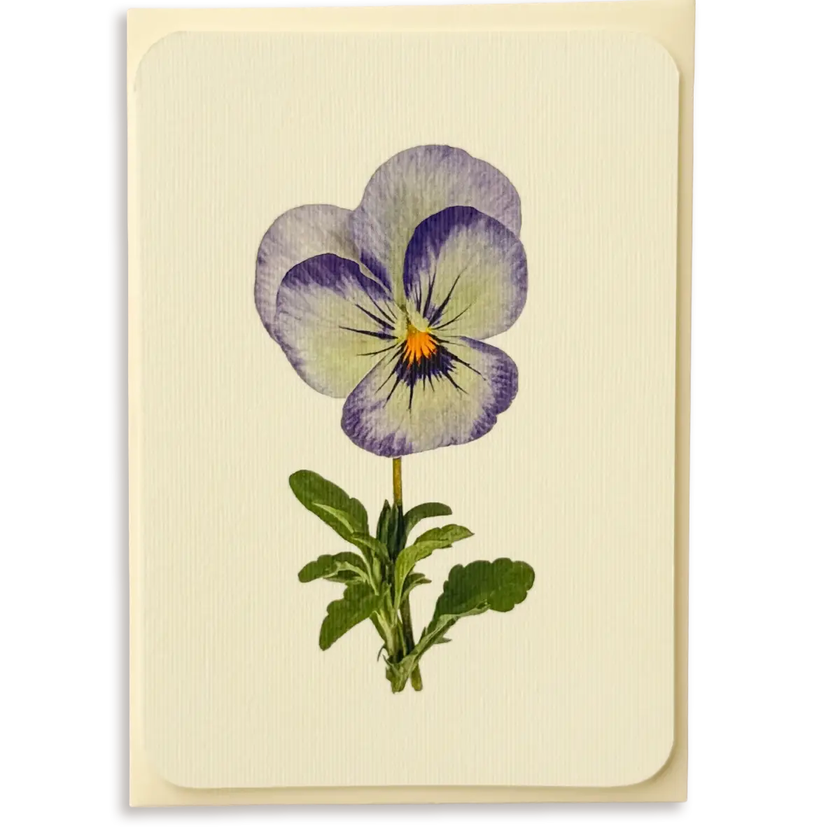 Canonbury Press Pansy Ii Greeting Card Birthday Card