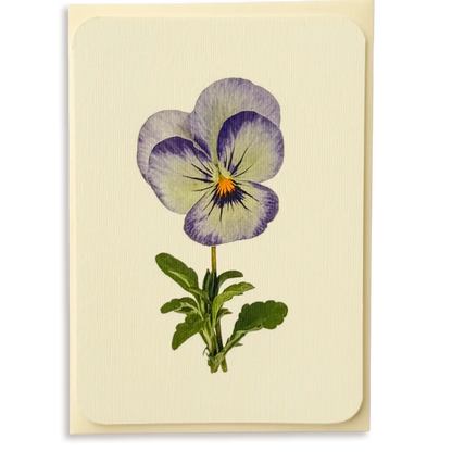 Canonbury Press Pansy Ii Greeting Card Birthday Card