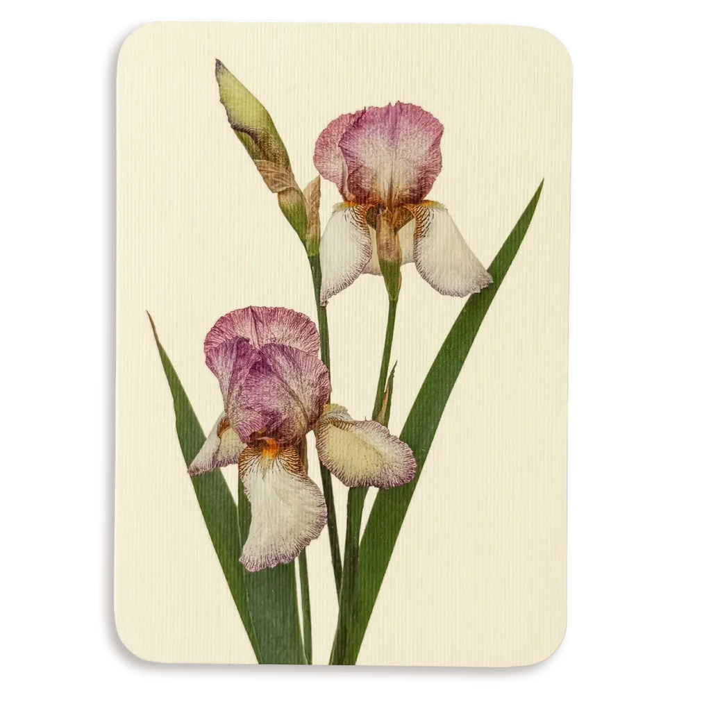 Canonbury Press Iris Greeting Card Birthday Card