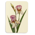 Canonbury Press Iris Greeting Card Birthday Card