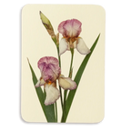 Canonbury Press Iris Greeting Card Birthday Card