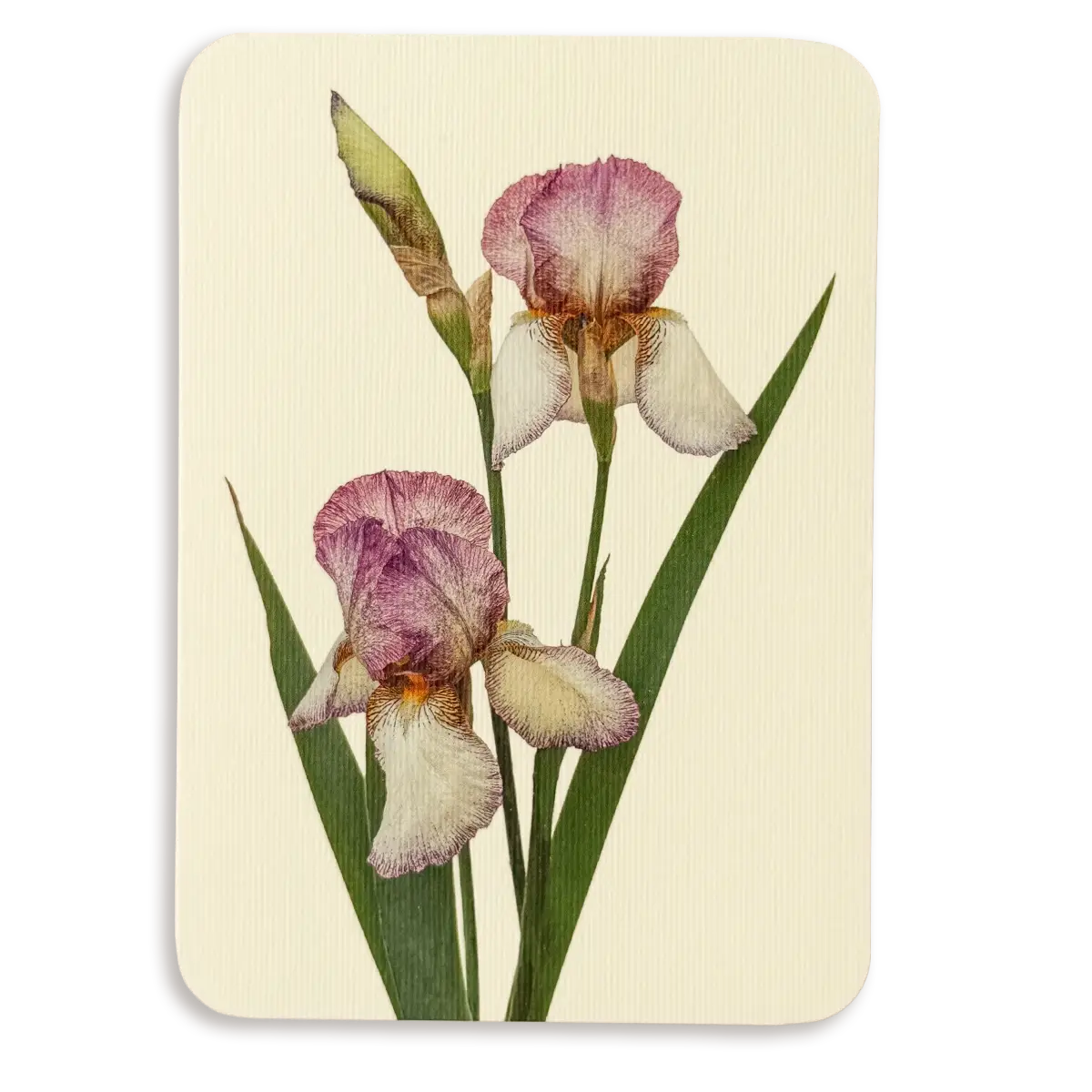 Canonbury Press Iris Greeting Card Birthday Card