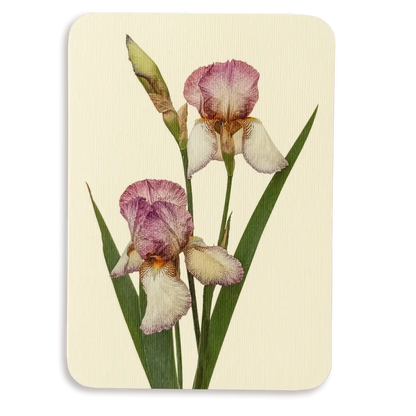 Canonbury Press Iris Greeting Card Birthday Card