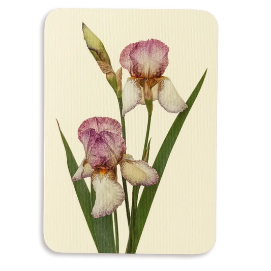 Canonbury Press Iris Greeting Card Birthday Card