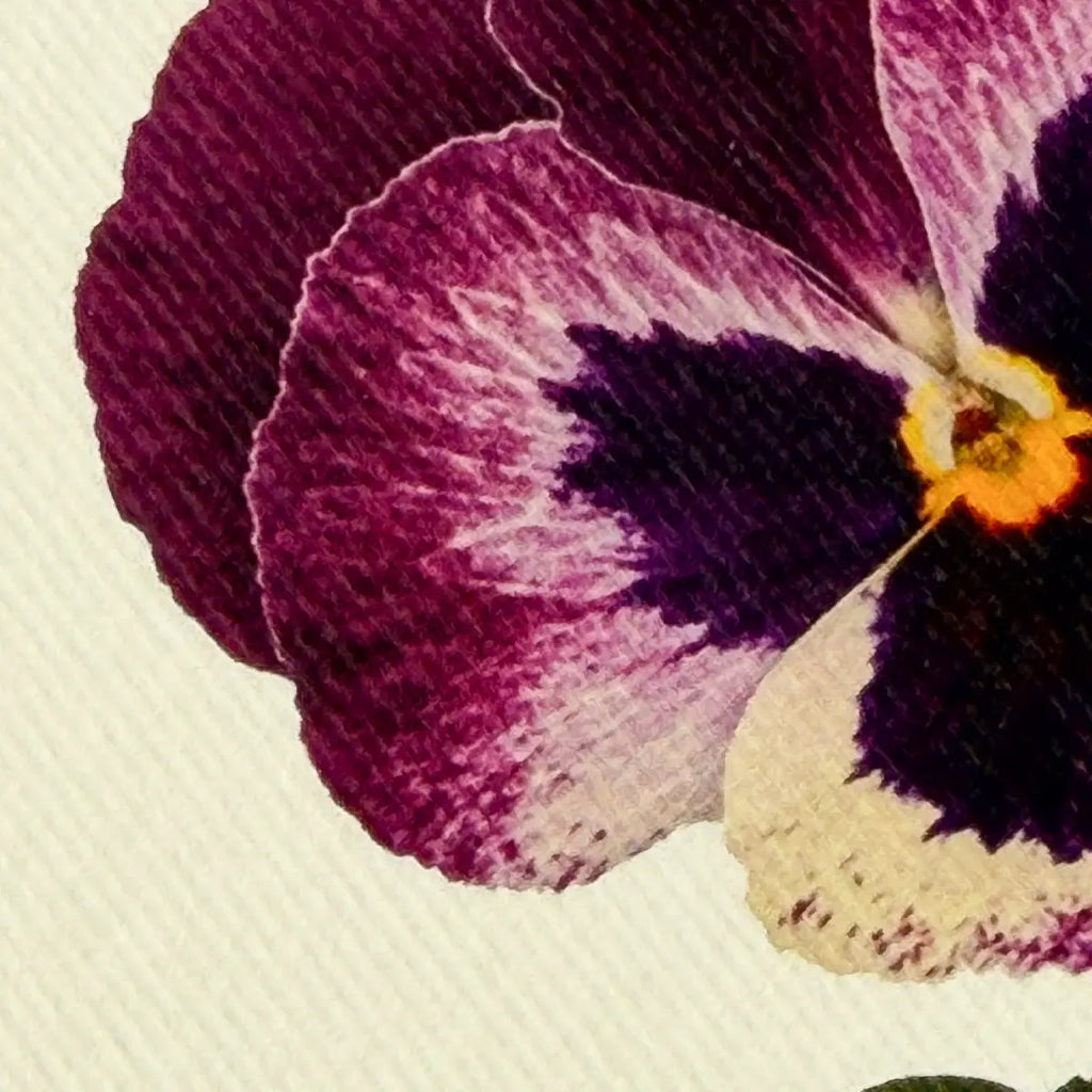 Canonbury Press Pansy I Greeting Card Birthday Card