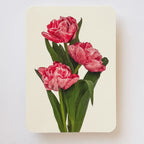 Canonbury Press Pink Tulips Greeting Card