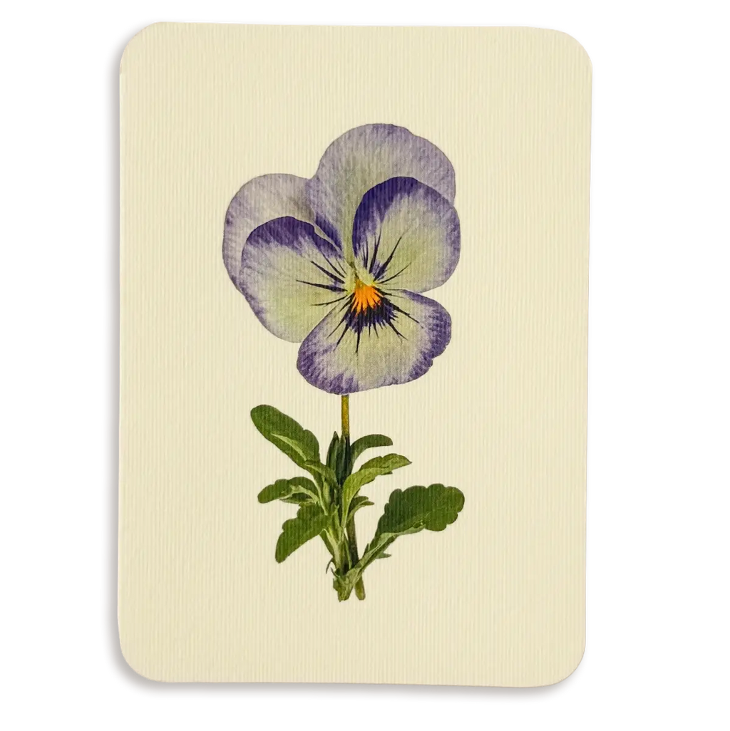 Canonbury Press Pansy Ii Greeting Card Birthday Card