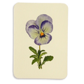 Canonbury Press Pansy Ii Greeting Card Birthday Card