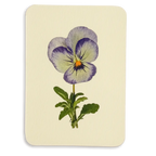 Canonbury Press Pansy Ii Greeting Card Birthday Card