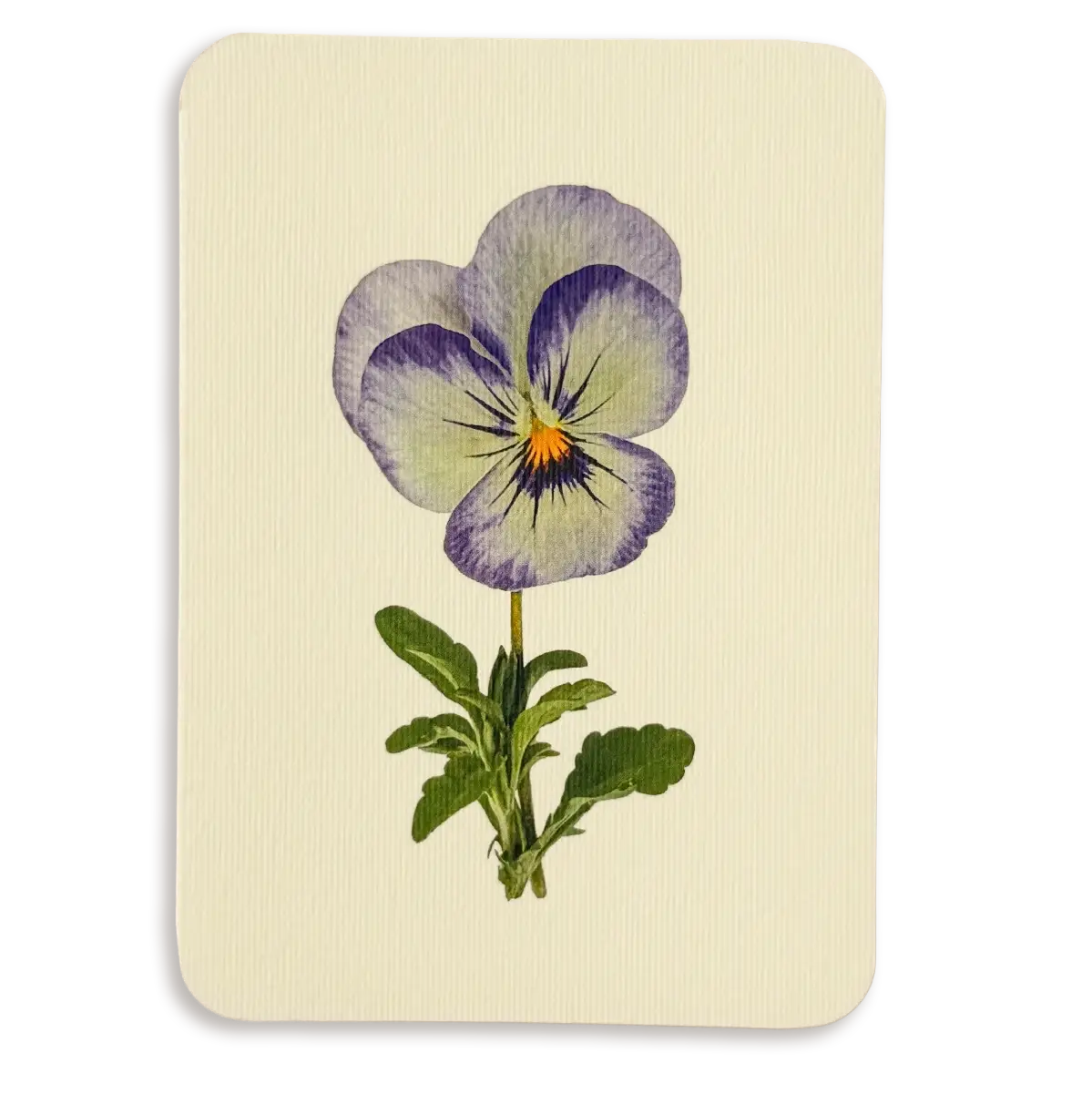 Canonbury Press Pansy Ii Greeting Card Birthday Card