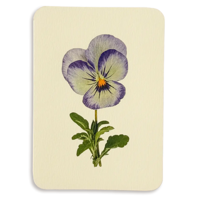 Canonbury Press Pansy Ii Greeting Card Birthday Card