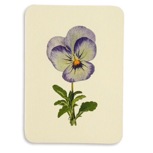 Canonbury Press Pansy Ii Greeting Card Birthday Card