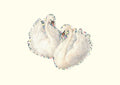 SWANS | STICKER