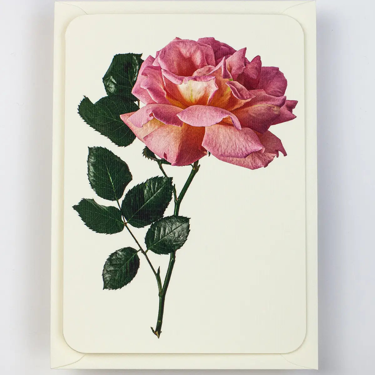Canonbury Press Pink Rose Greeting Card