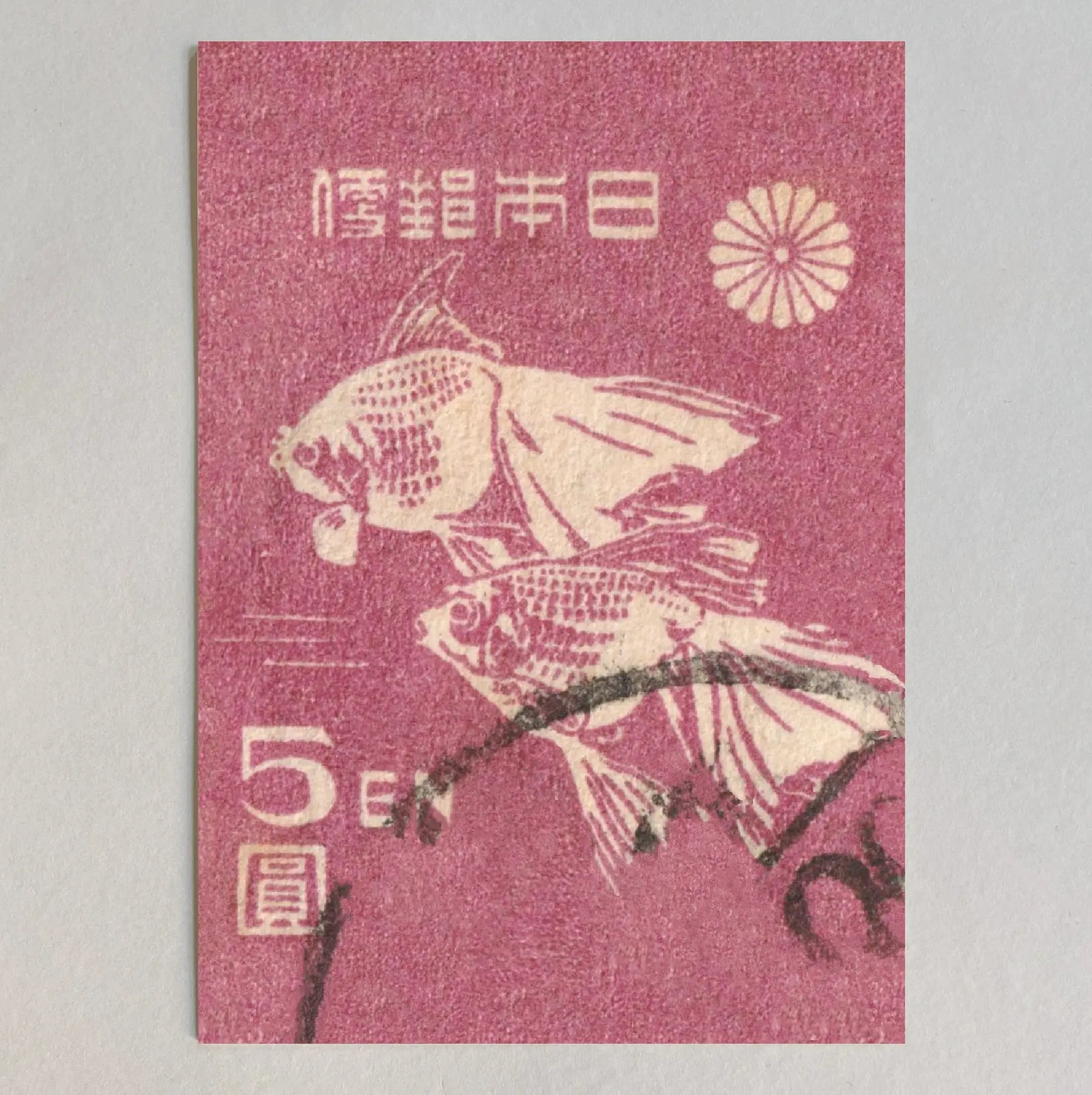 Kiku Print Goldfish Postcard