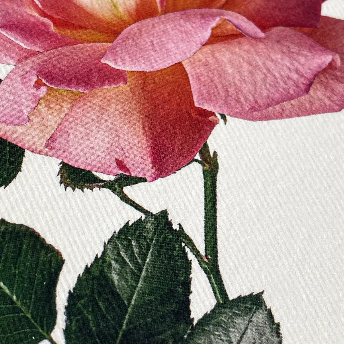 Canonbury Press Pink Rose Greeting Card