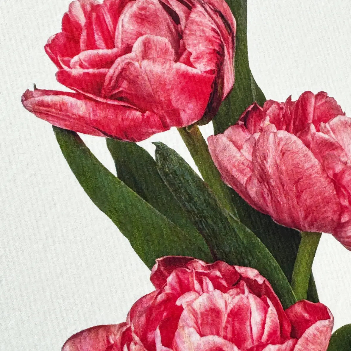 Canonbury Press Pink Tulips Greeting Card