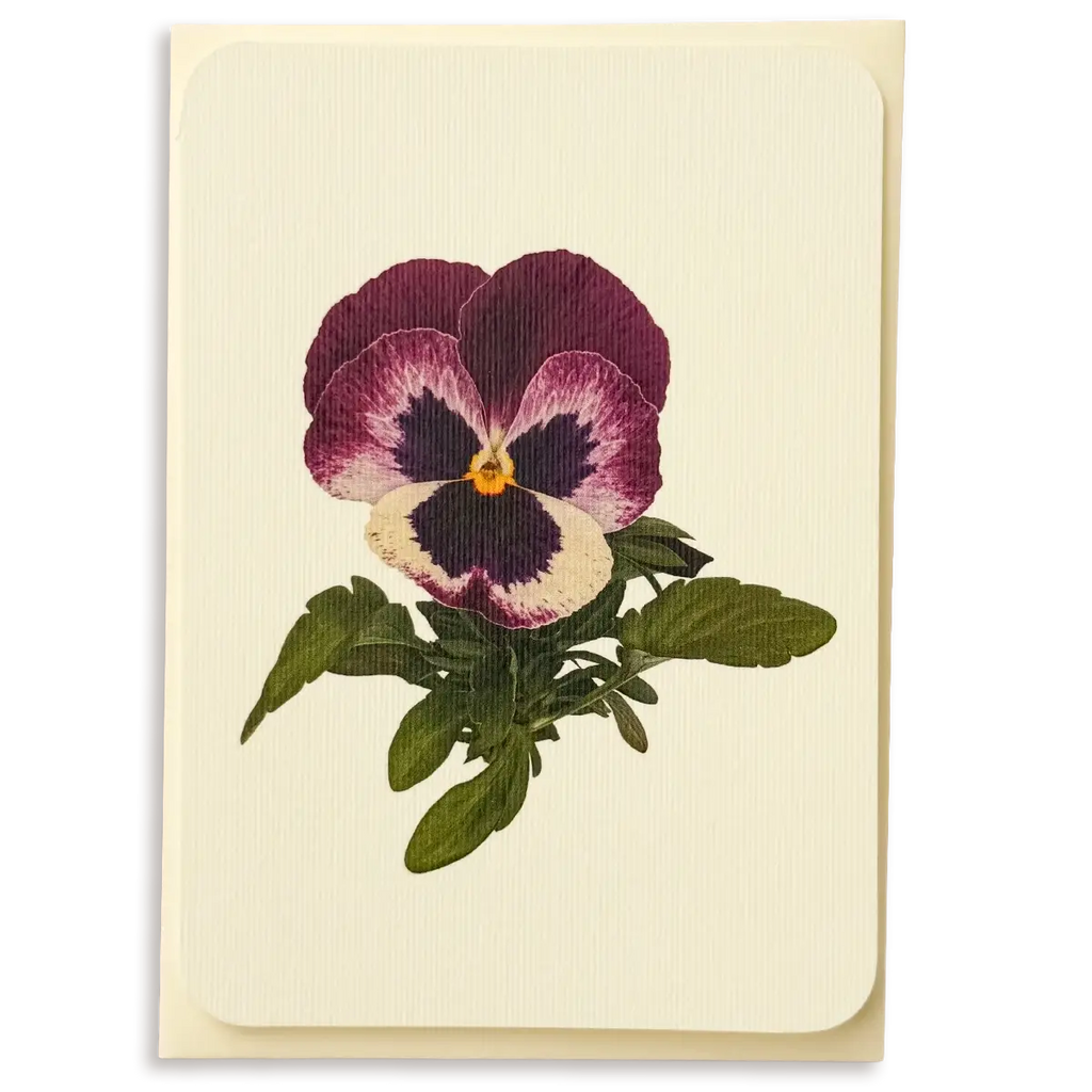 Canonbury Press Pansy I Greeting Card Birthday Card