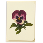 Canonbury Press Pansy I Greeting Card Birthday Card