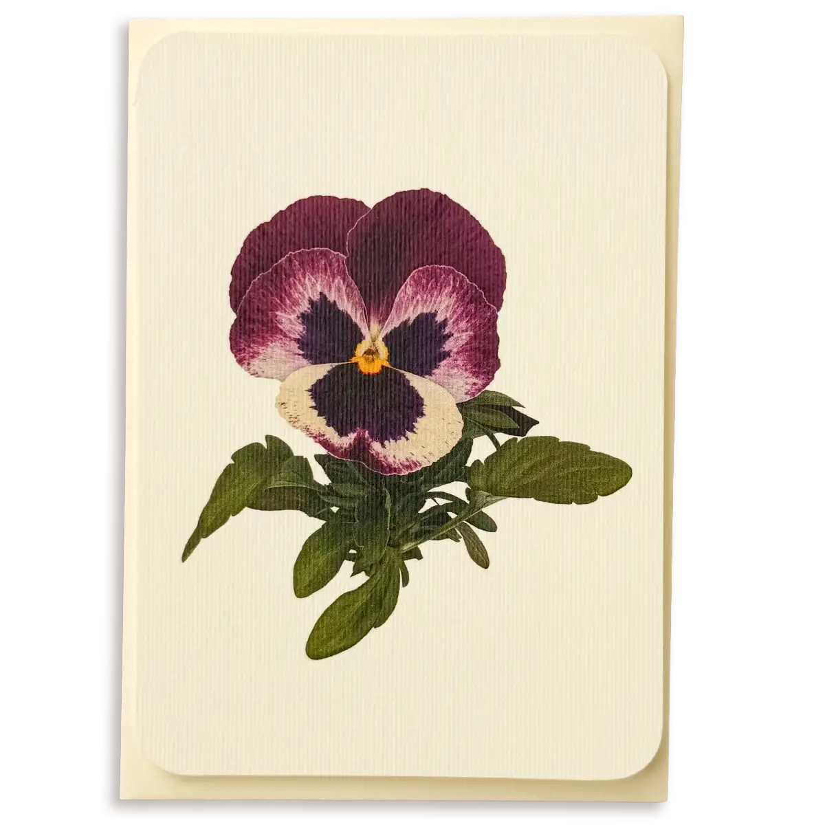 Canonbury Press Pansy I Greeting Card Birthday Card