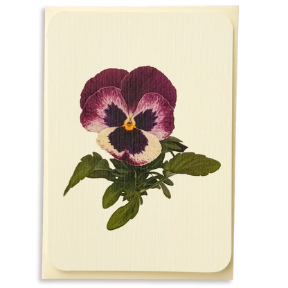Canonbury Press Pansy I Greeting Card Birthday Card