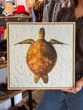 THE TURTLE | SEAN SCOTT PHOTOGRAPHY
