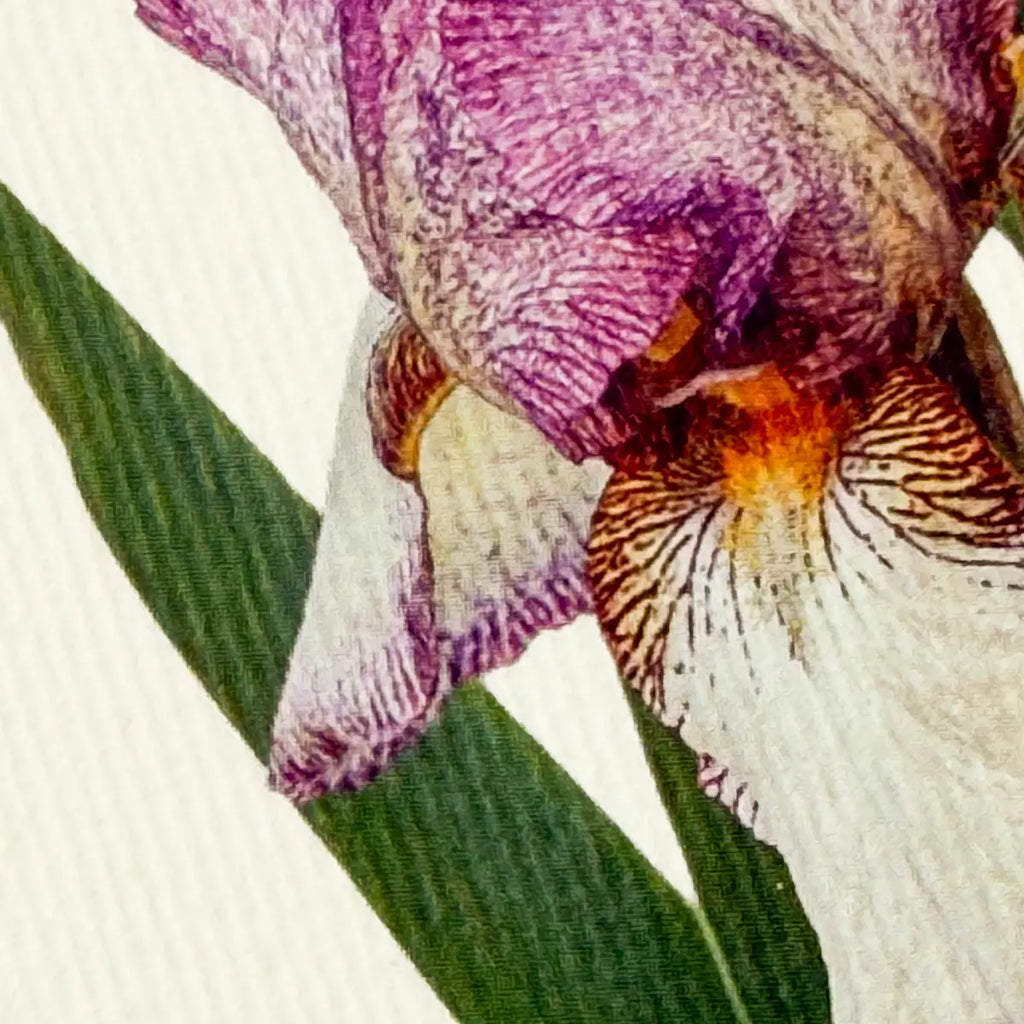 Canonbury Press Iris Greeting Card Birthday Card