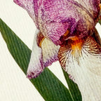 Canonbury Press Iris Greeting Card Birthday Card