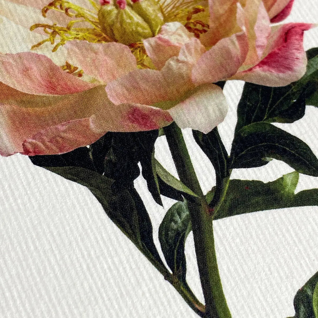 Canonbury Press Peony Greeting Card Birthday Card