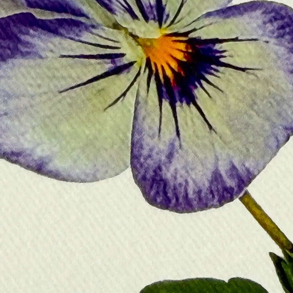 Canonbury Press Pansy Ii Greeting Card Birthday Card