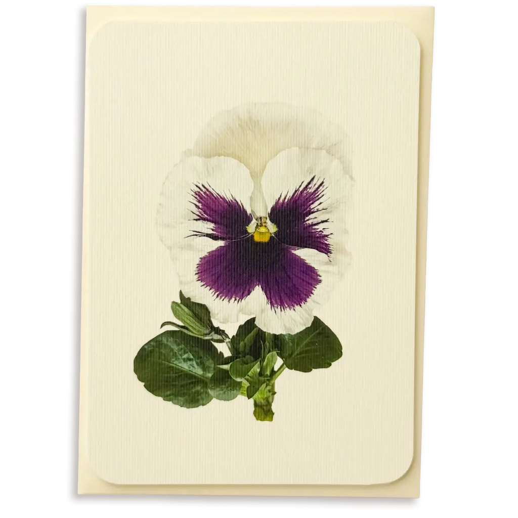 Canonbury Press Pansy V Greeting Card