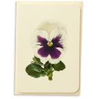 Canonbury Press Pansy V Greeting Card