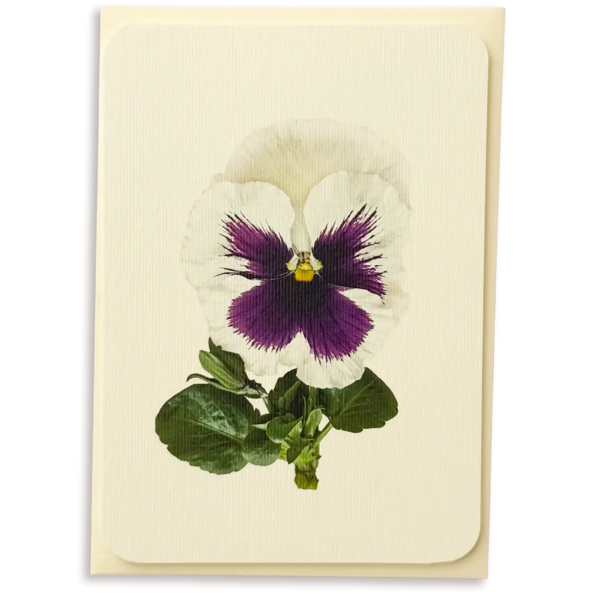 Canonbury Press Pansy V Greeting Card
